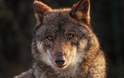 Proč byla vydaná výjimka na případný odstřel problematického vlka?